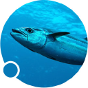 CLOVER CORP. LTD. Logo