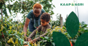 Kaap Agri Ltd Logo